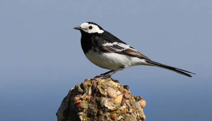 Pied wagtail