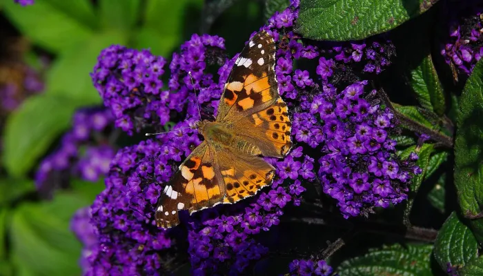 Painted Lady butterfly