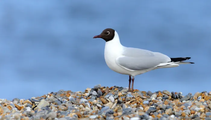 Black-headed Gull