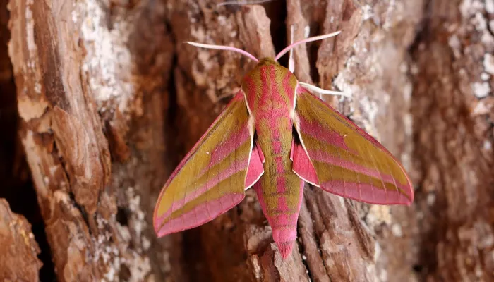 Elephant Hawk-moth