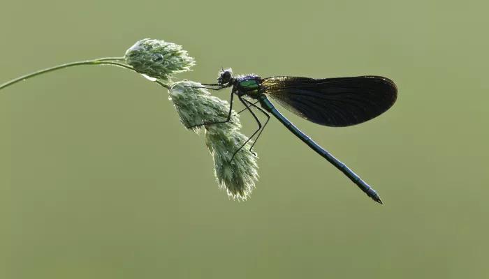 Male Beautiful Demoiselle