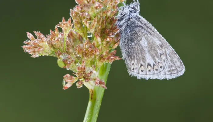 Common Blue butterfly on Soft Rush