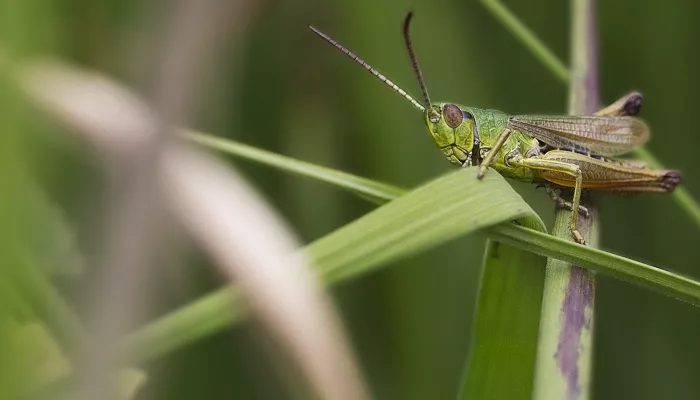 Meadow Grasshopper