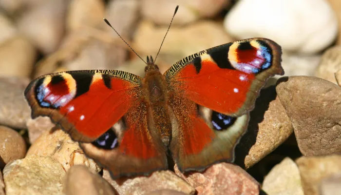 Peacock butterfly