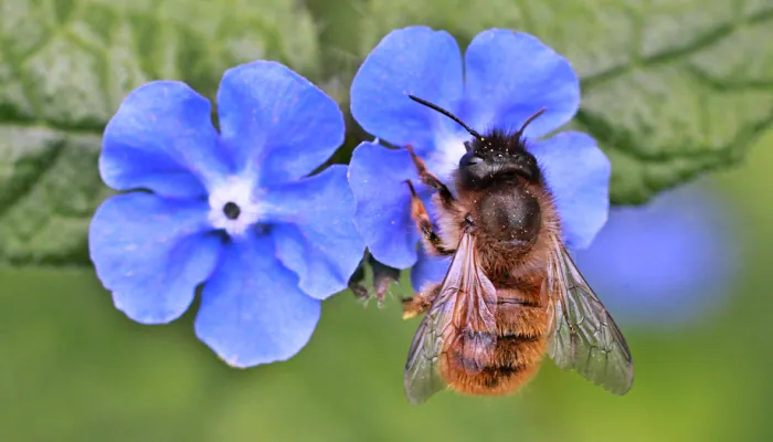 Red Mason Bee