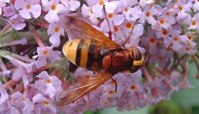 Hornet Mimic Hoverfly