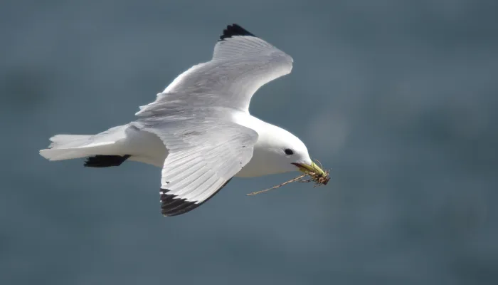 Kittiwake