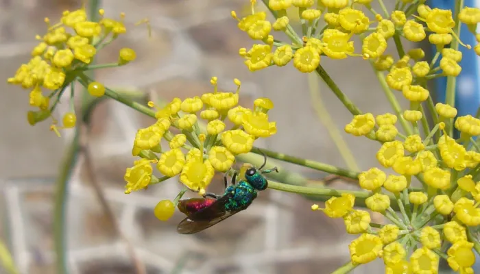 Ruby-tailed Wasp