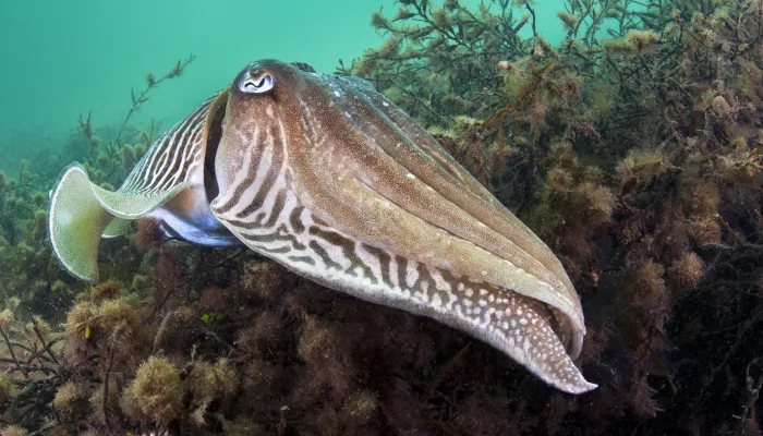 Common Cuttlefish