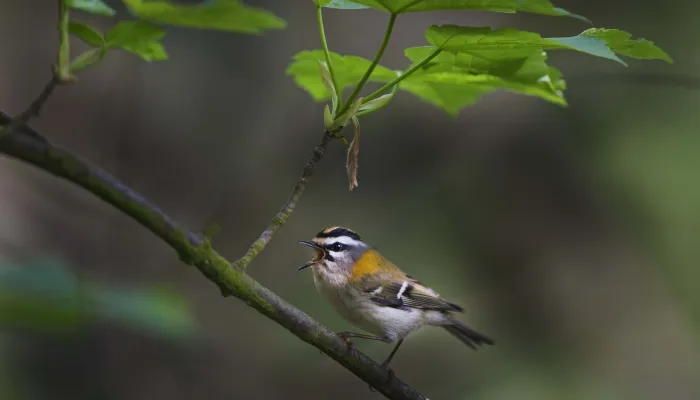 Firecrest