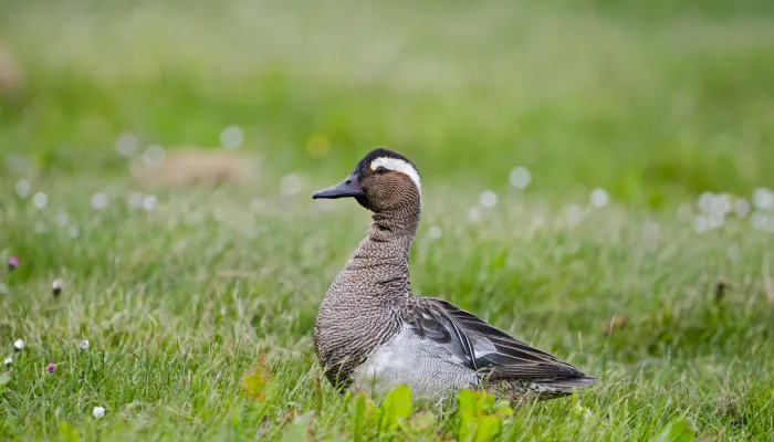 Drake garganey