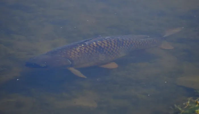 Common carp