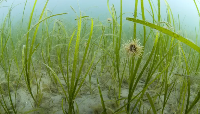 Common eelgrass