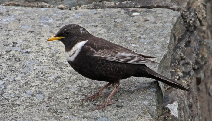 Ring ouzel