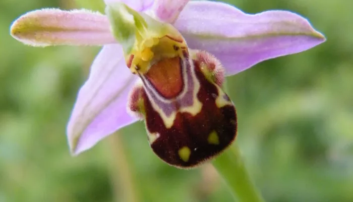 Bee orchid close up so you can see the landing strip that looks similar to a bee in appearance