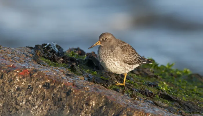 Purple sandpiper