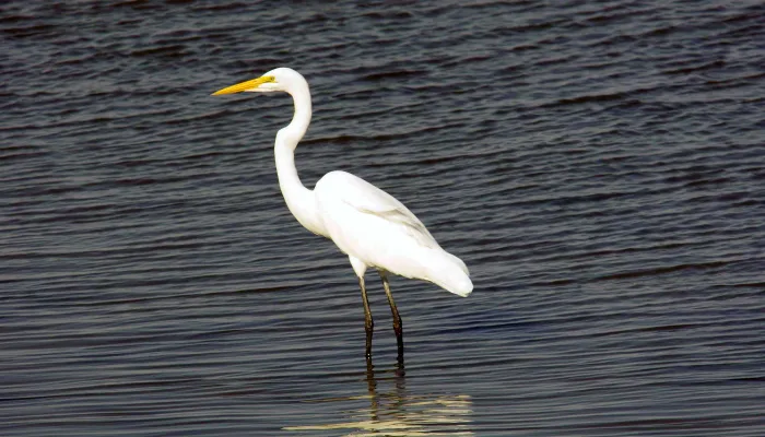 Great white egret