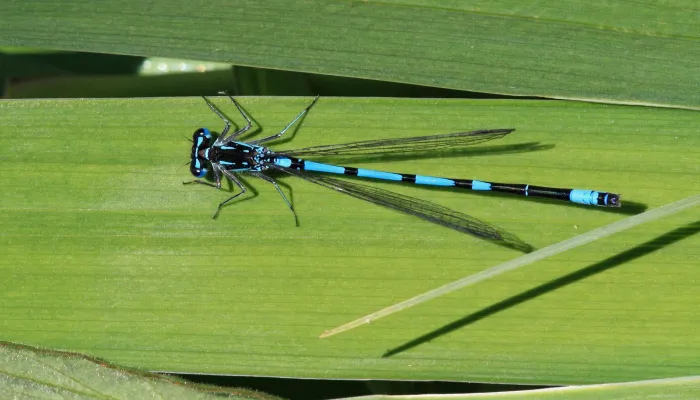 Variable damselfly