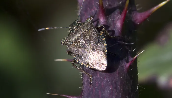 Bronze shieldbug