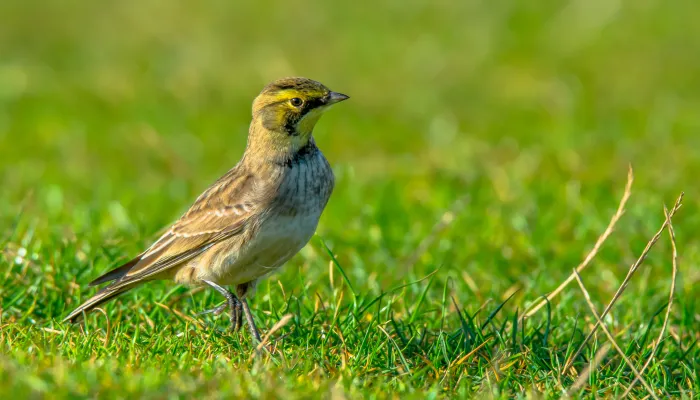 Shore lark