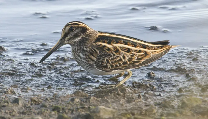 Jack snipe