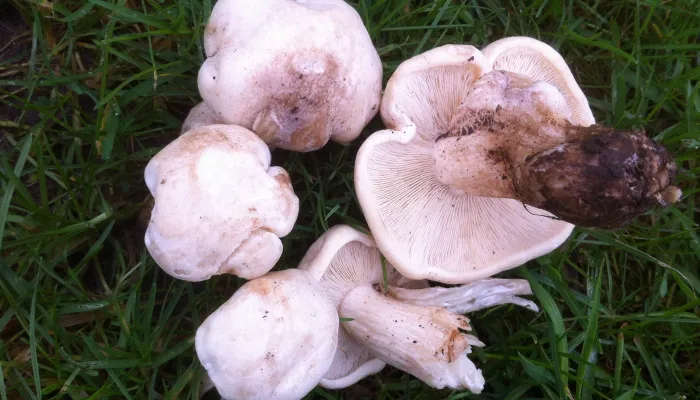 St George's Mushroom