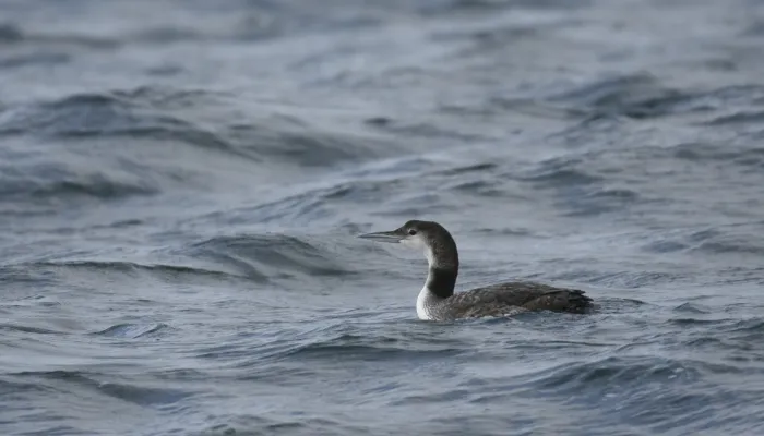 Great northern diver