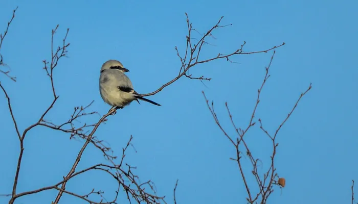 Great grey shrike