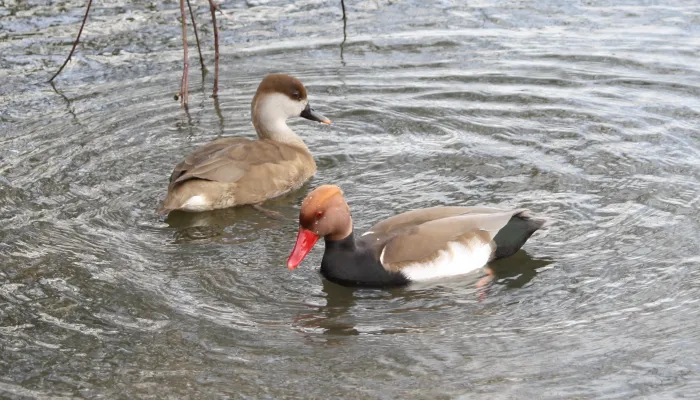 Red-crested pochard pair