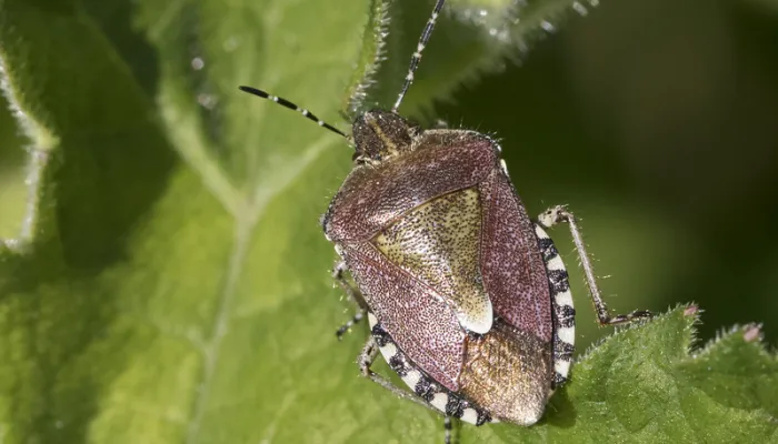 Hairy shieldbug