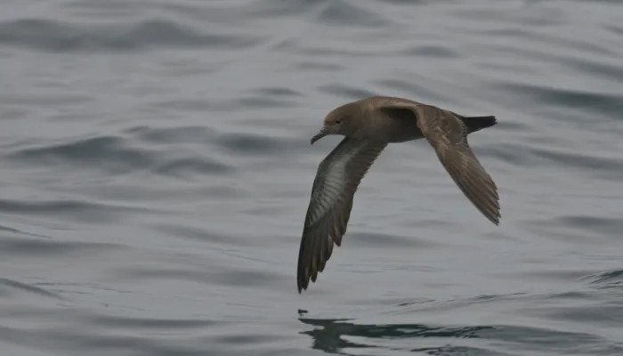 Sooty shearwater
