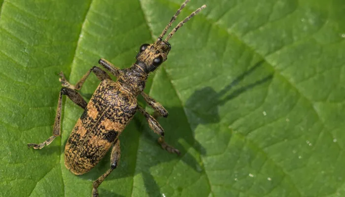 A black-spotted longhorn beetle resting on a leaf