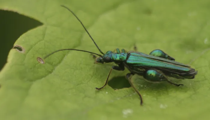 A glittering green swollen-thighed beetle on a leaf, demonstrating the chunky thighs that earn its name