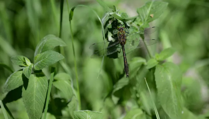 A downy emerald dragonfly perched on pondside vegetation