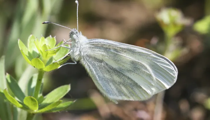 A wood white butterfly resting on a plant, with its distinctive oval wings closed