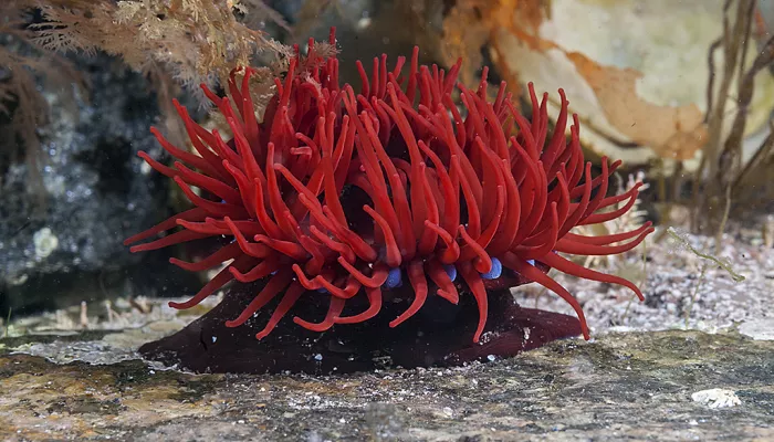 Beadlet anemone