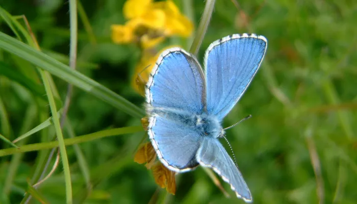 Adonis blue butterfly