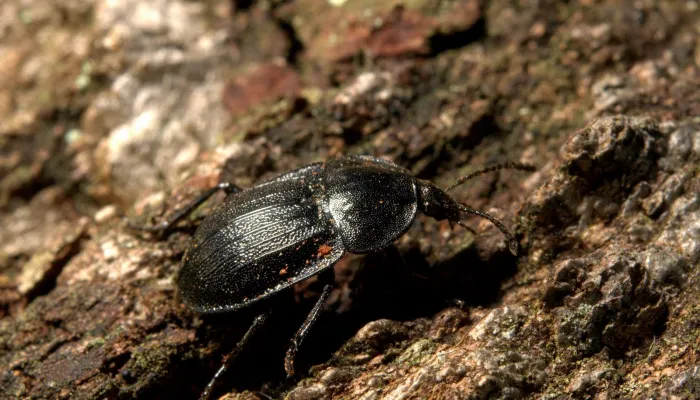 A black snail beetle on a rotten log