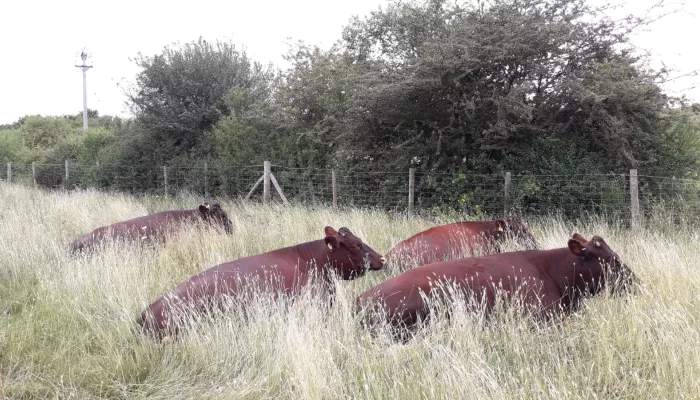 Sussex cattle