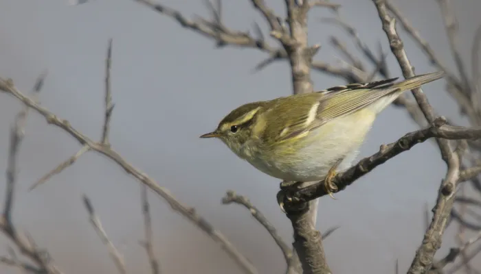 A yellow-browed warbler perched on a twig, poised to take off. It's a small warbler with a whitish belly and mossy green back, with a bright yellow stripe over the eye