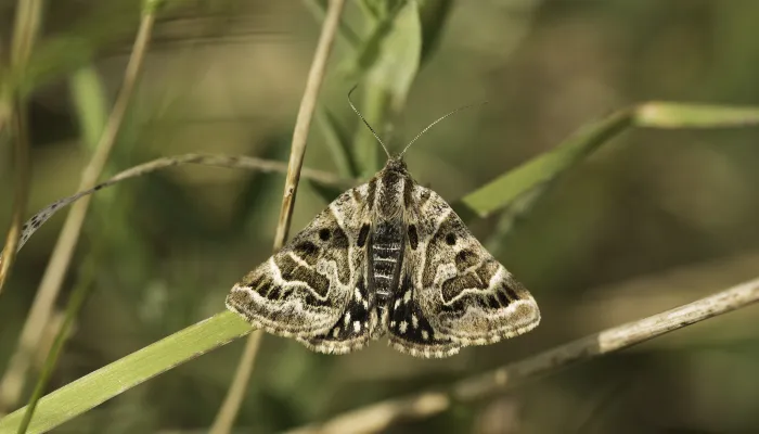 Mother shipton moth