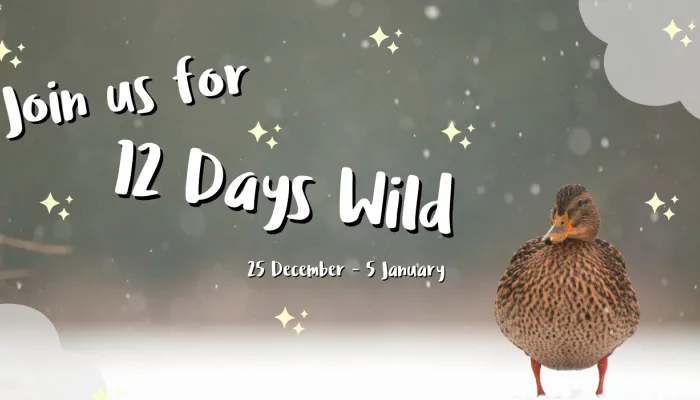 Join us for 12 Days Wild