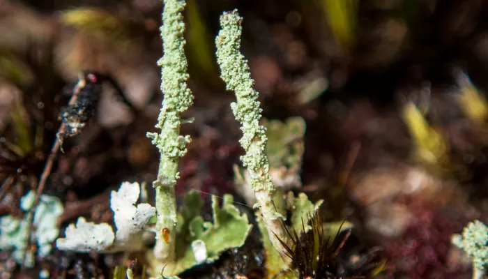Powderhorn lichen on a woody floor