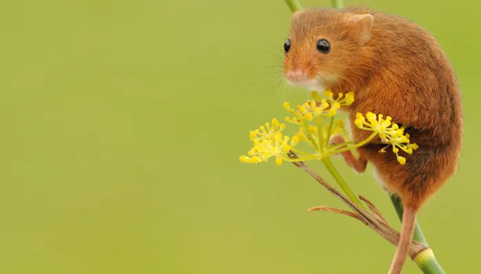 Harvest mouse on a flower stalk