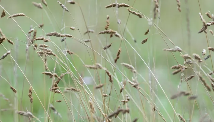 A closeup of grasses with a blurred green background.