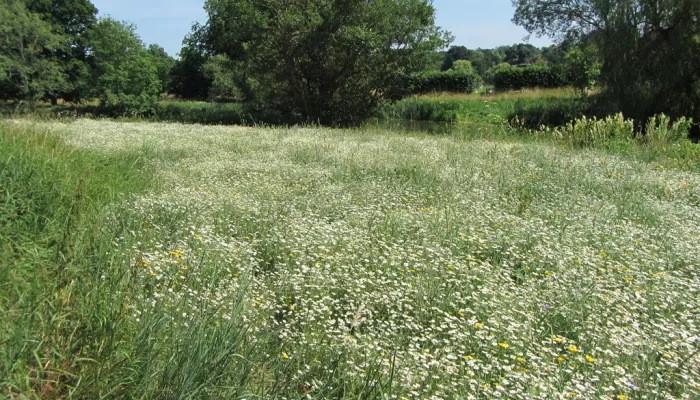 Hever Meadow - Anna David