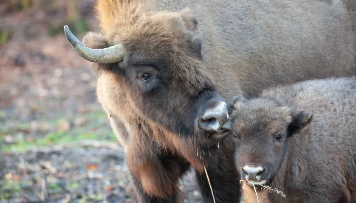 F1 bison licking first Calf, showing it affection in Dec 2022 image by Donovan Wright