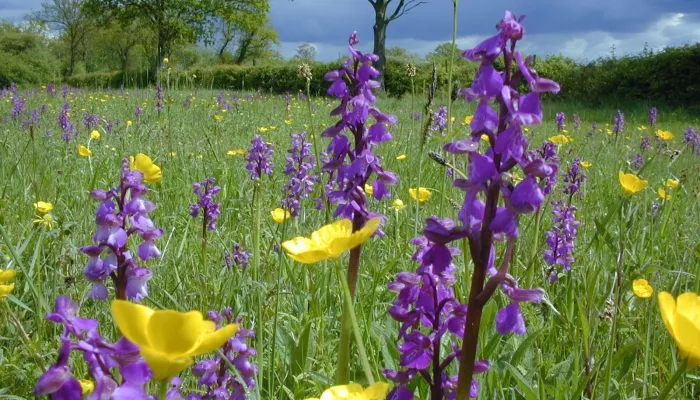 Marden Meadow