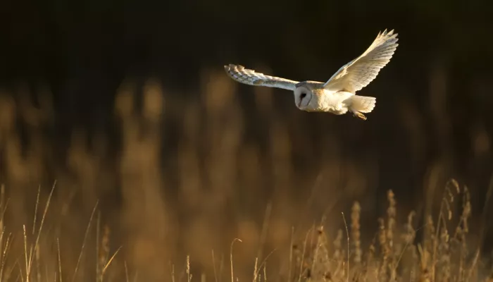 Barn Owl © Danny Green