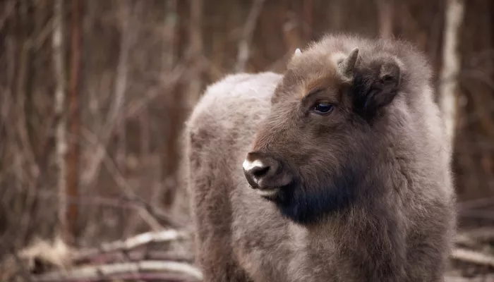 Bison calf ©Donovan Wright